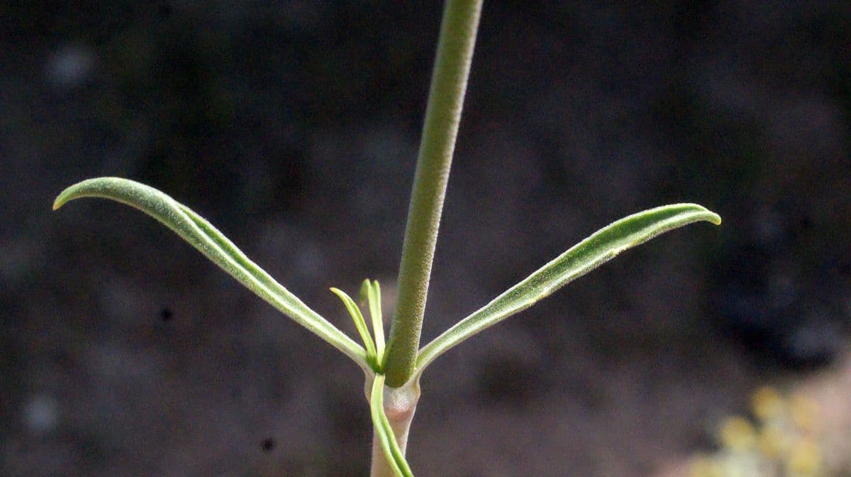 Silene otite 18