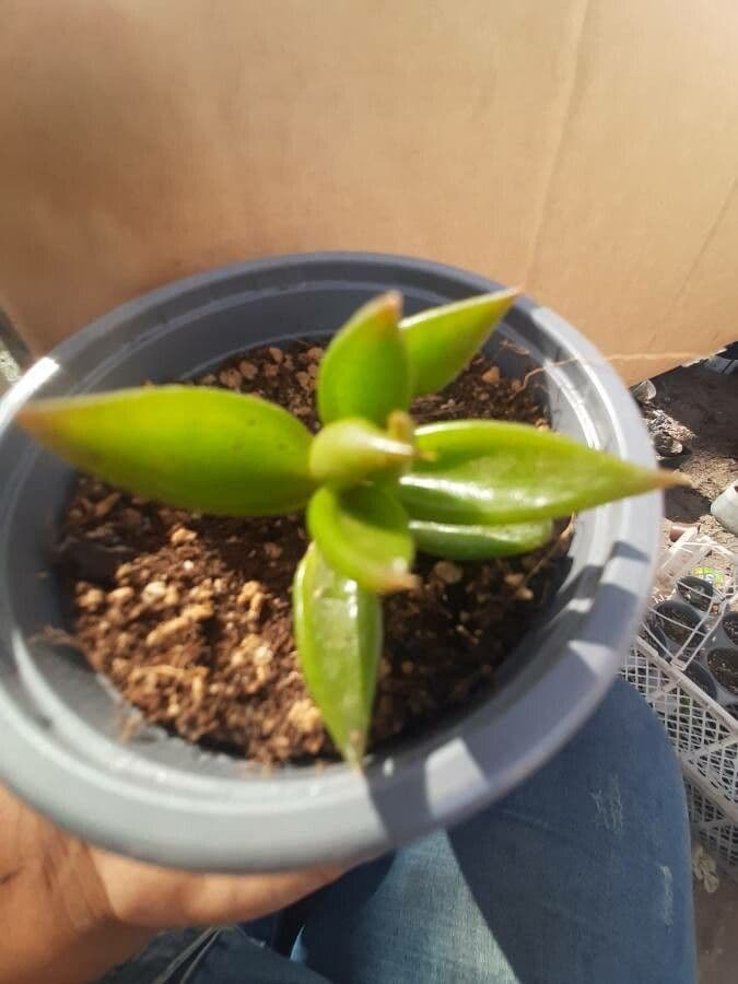 Lenophyllum 5