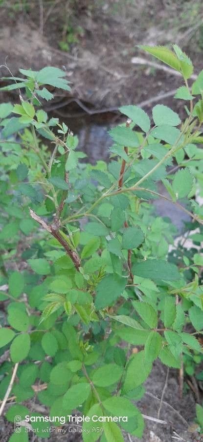 Rosa 17