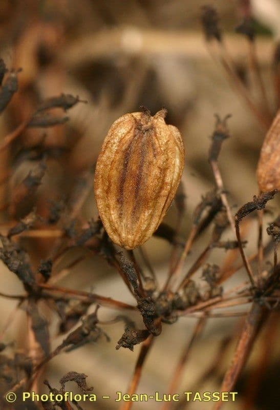 Peucedano 2