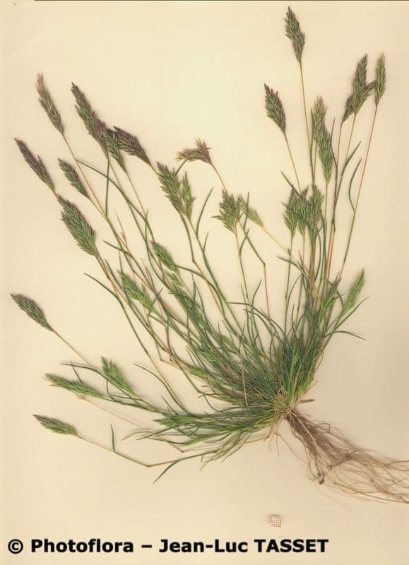 Arabian grass 6