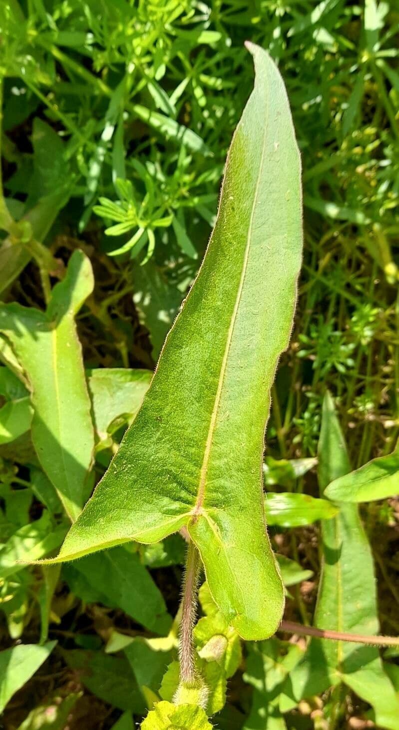 Persicaria 7
