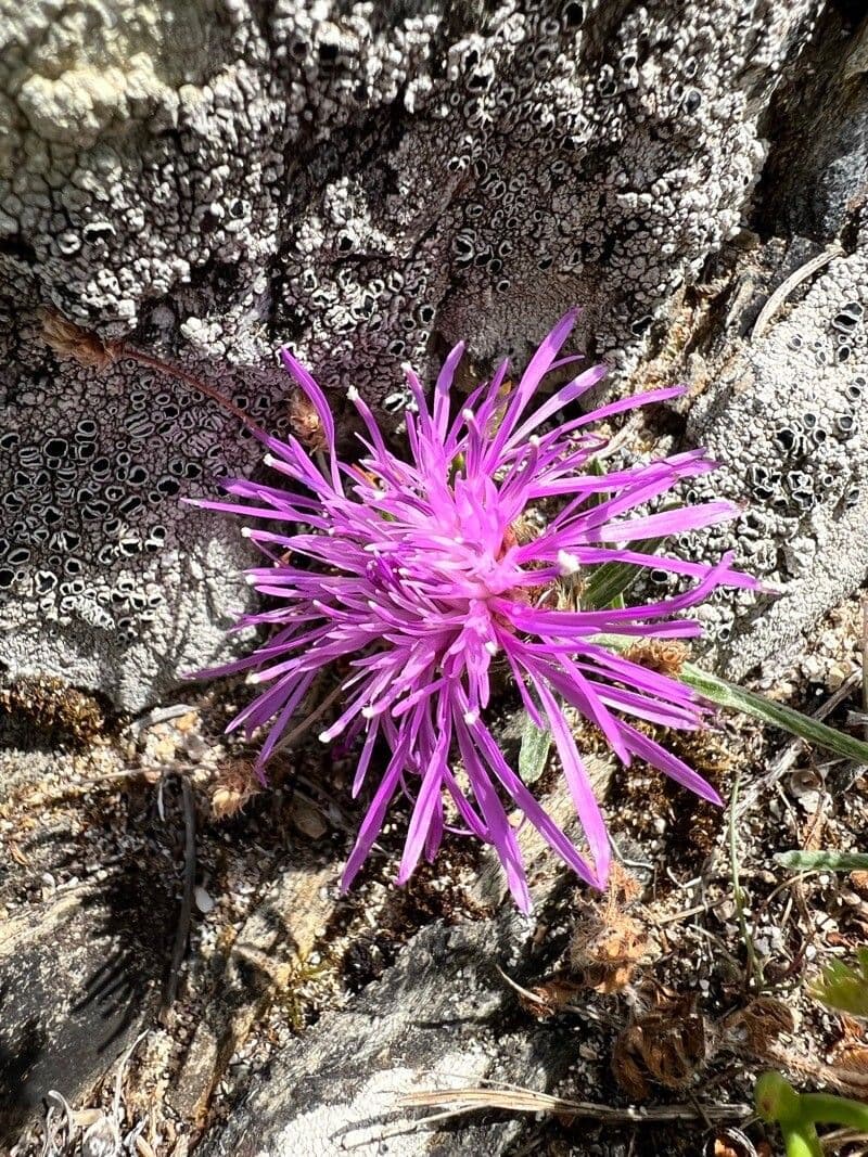 Centaurea