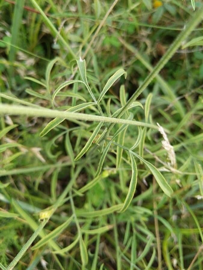 Ratibida columnifera 11