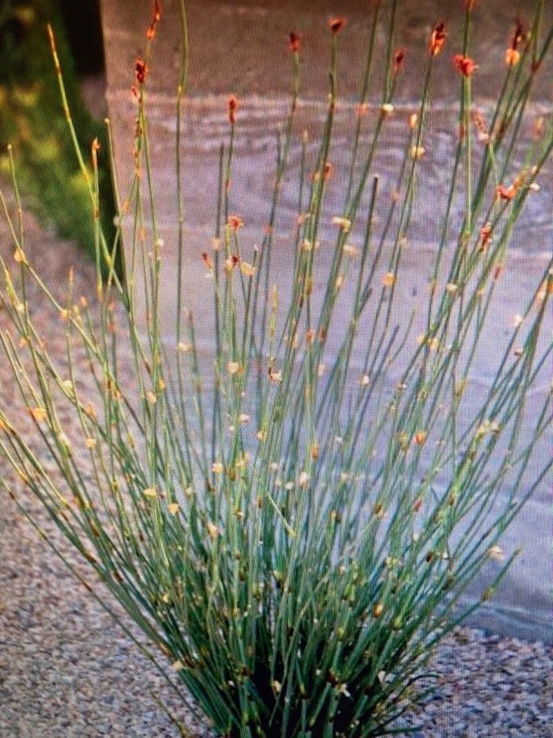 Rasenbinse 20