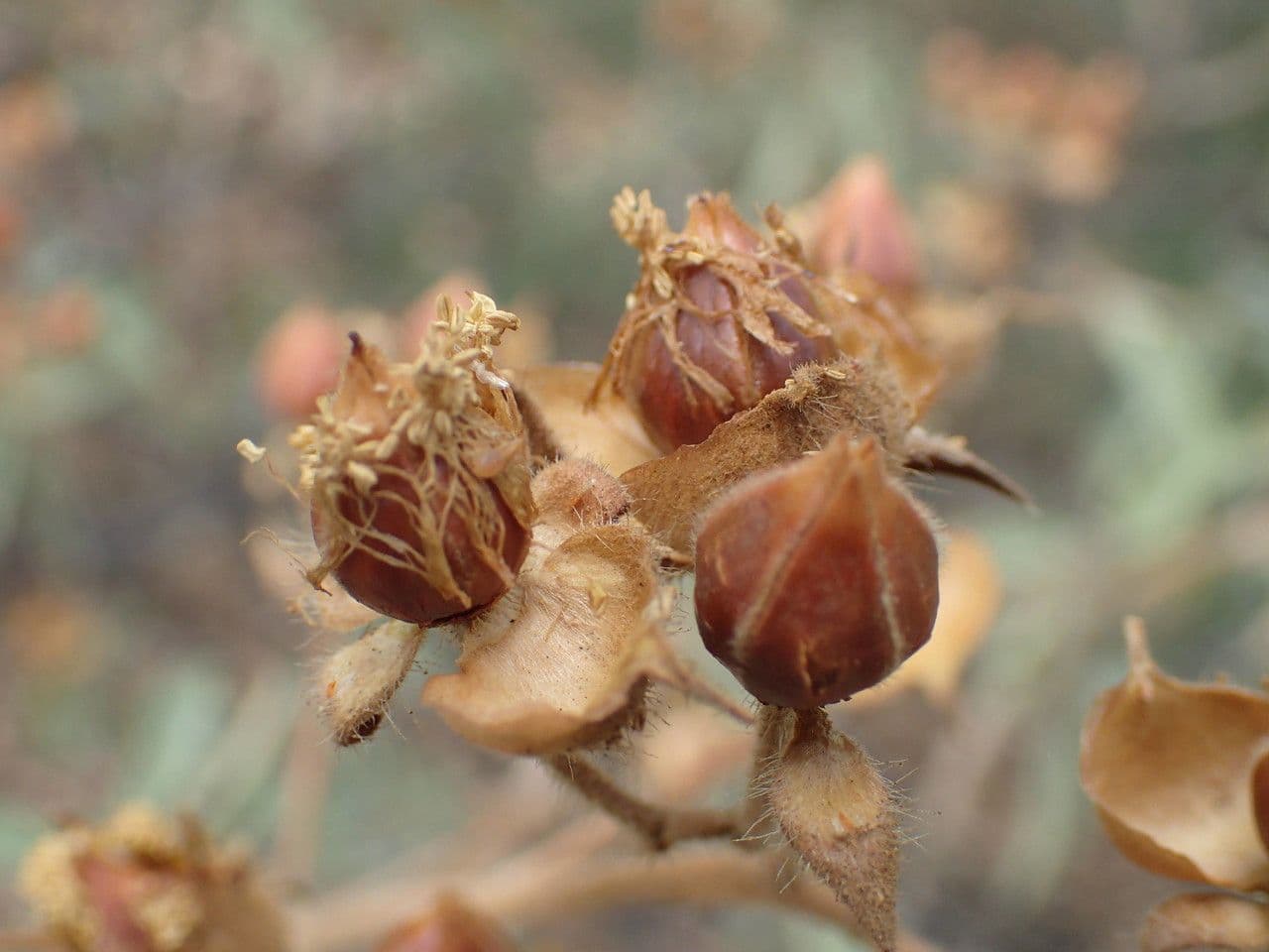 Cistus 2