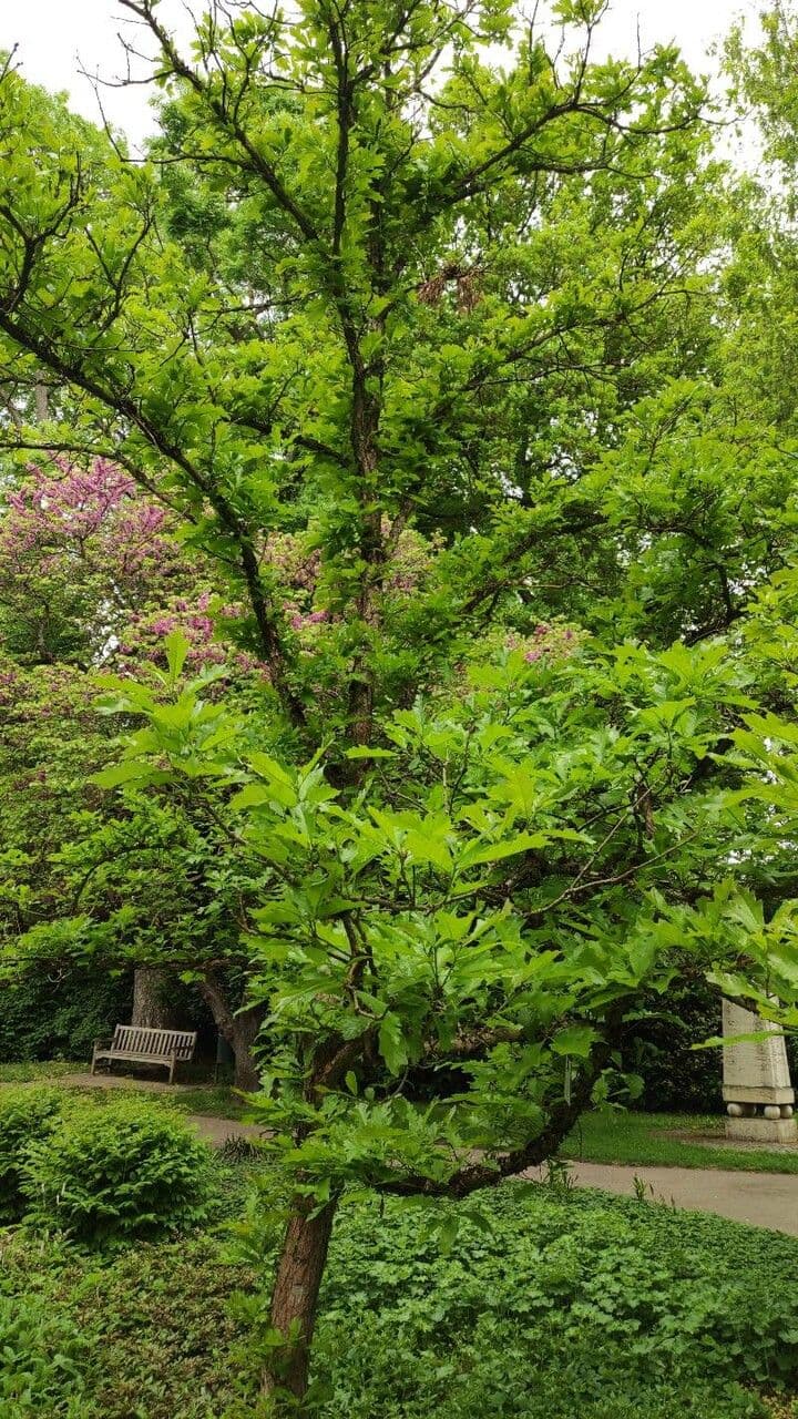 Quercia lira 2