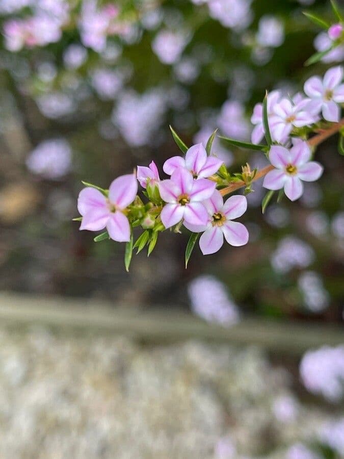 Diosma 2