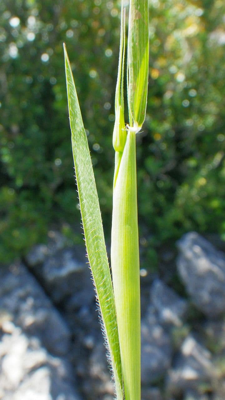 Aegilops ventricosa 26