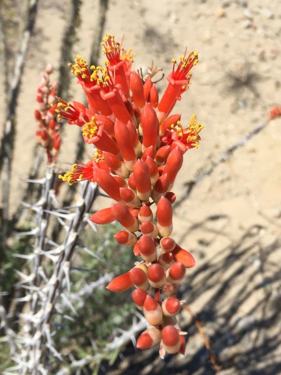 Ocotillo 6