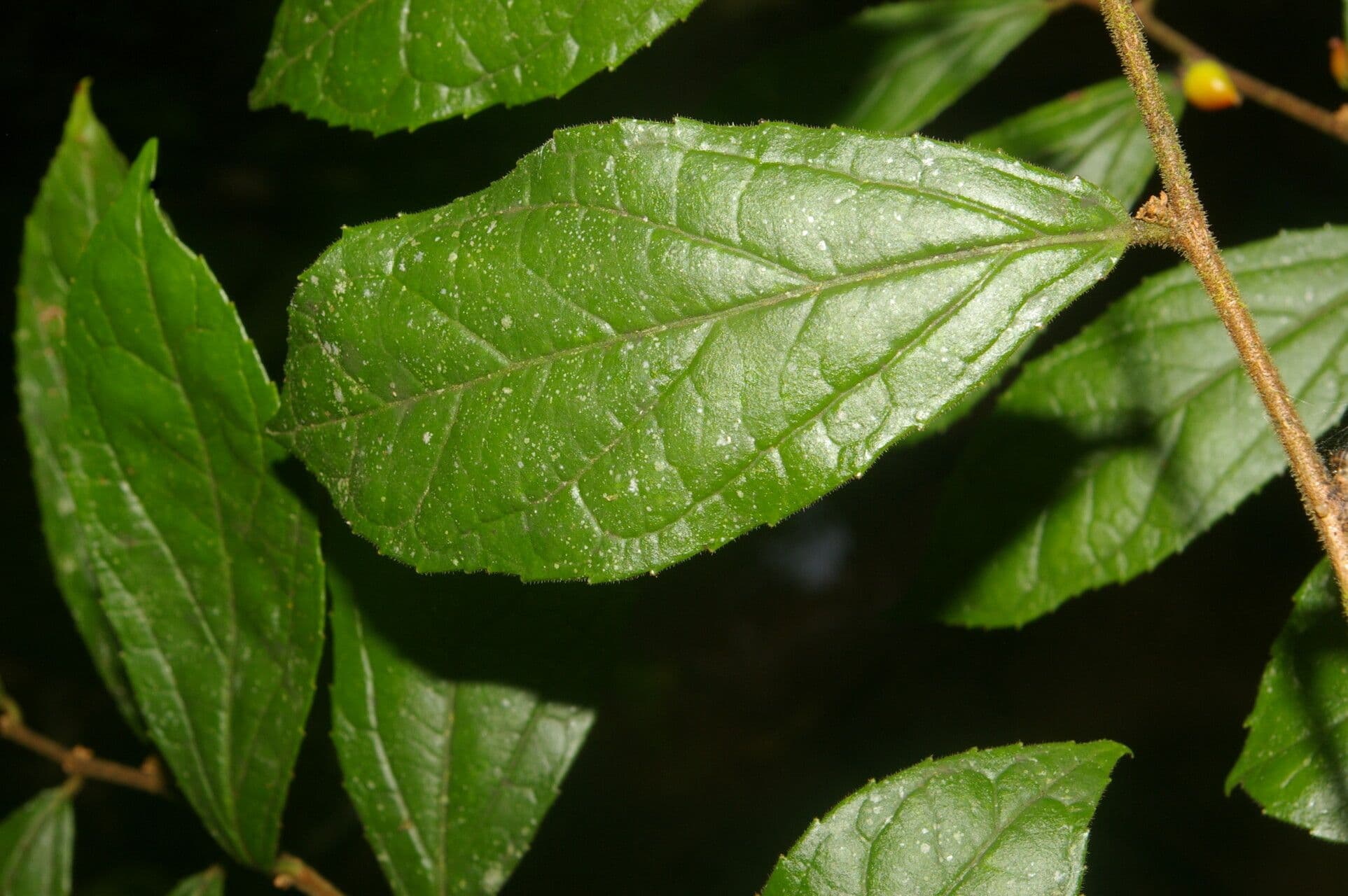 Xylosma 2