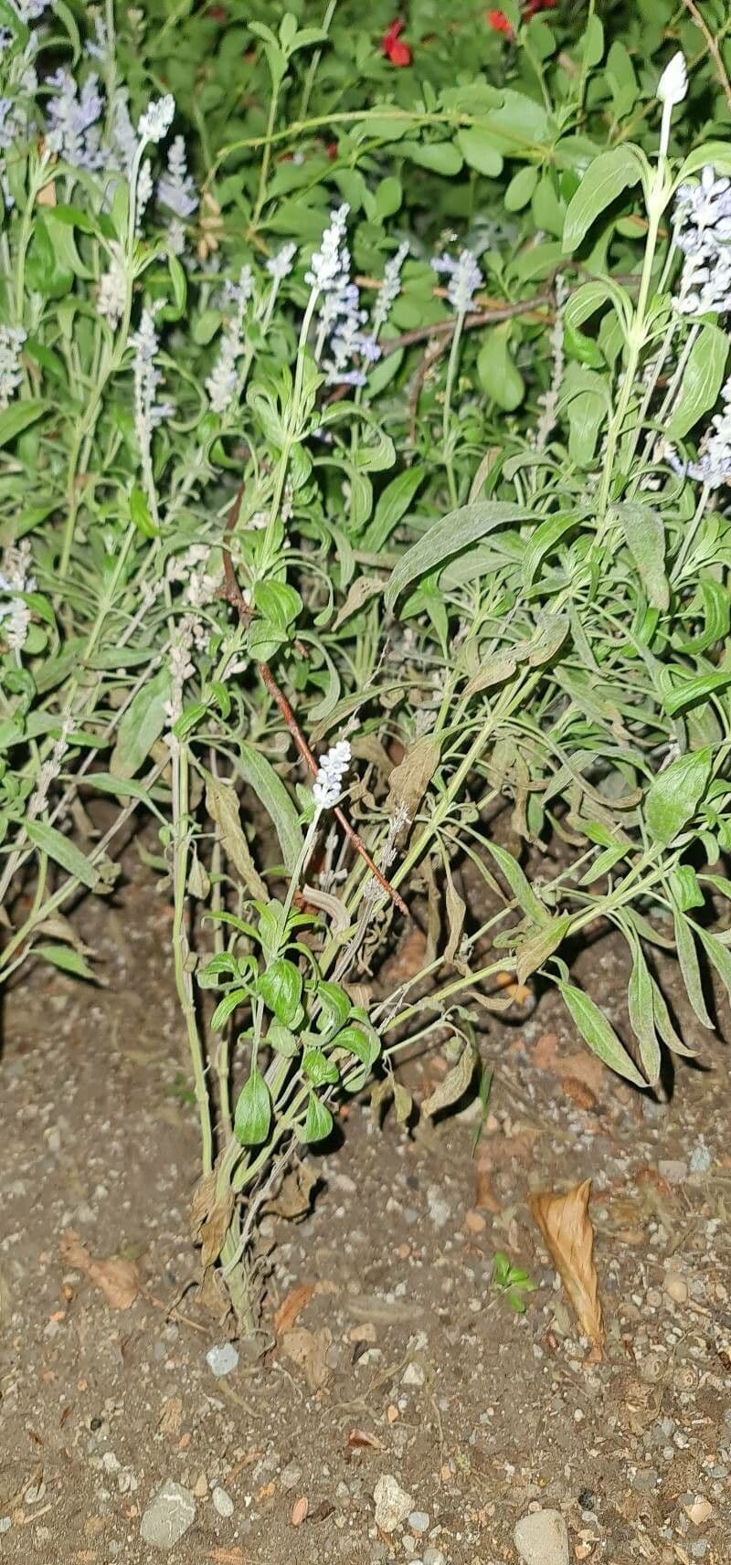 Salvia reflessa 10