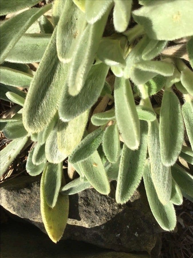 Stachys tmolea