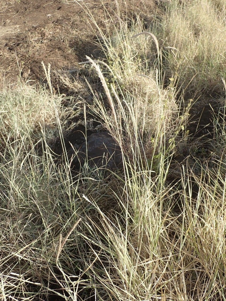 Ischaemum 7