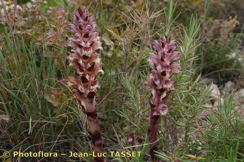 Orobanche a squame larghe 10