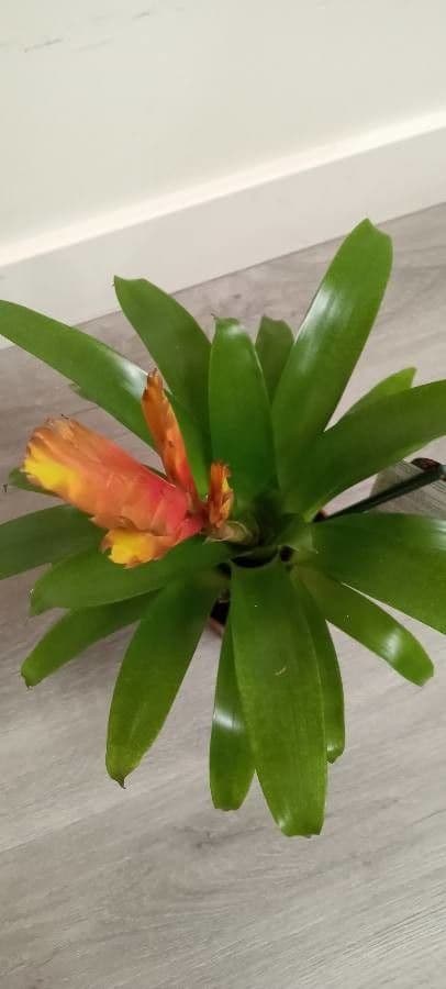 Vriesea 12