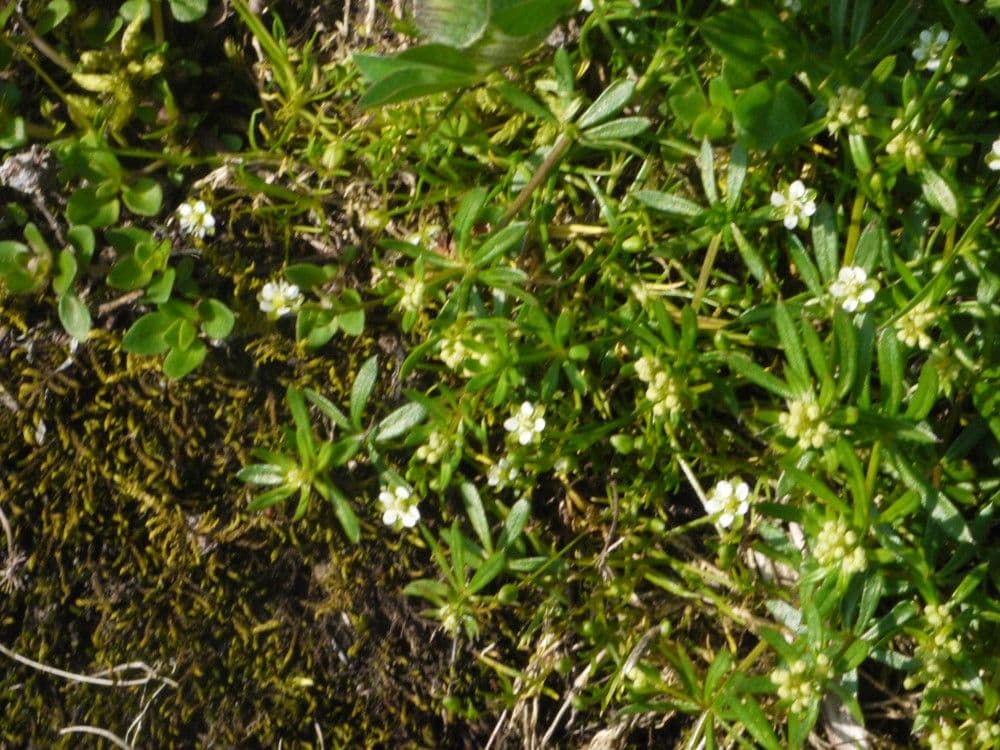 Karmnik skalny 15