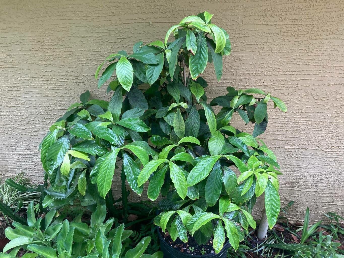 Psychotria 4