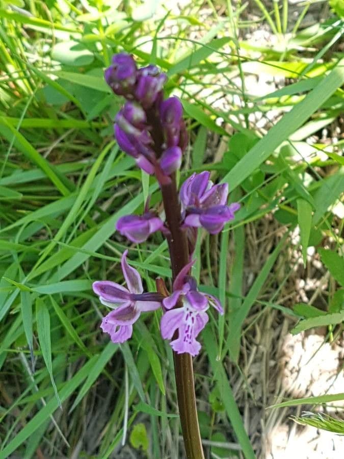 Orchis