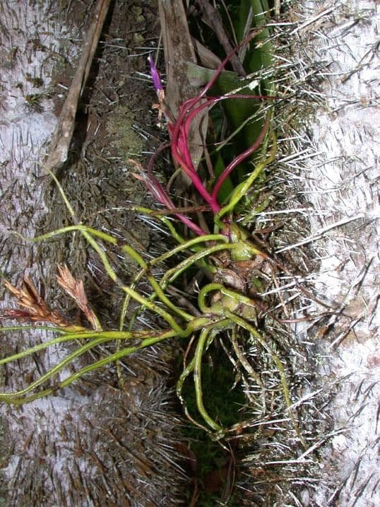 Tillandsia bulbosa 9