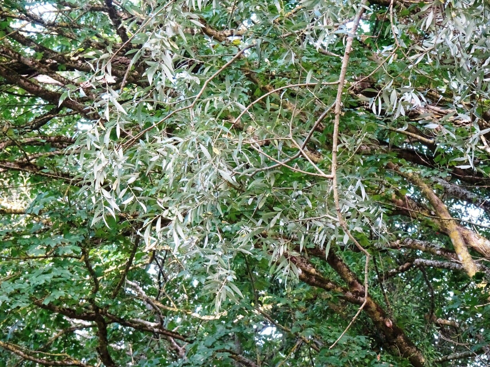 Silber-Weide 29