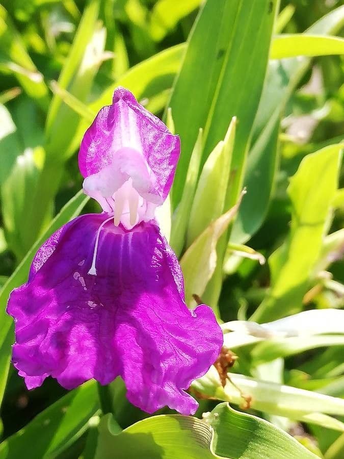Roscoea 3