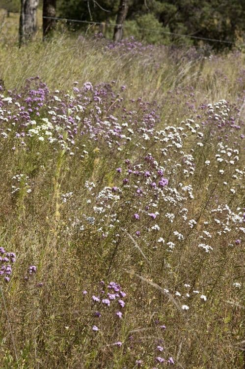 Stevia viscosa 9