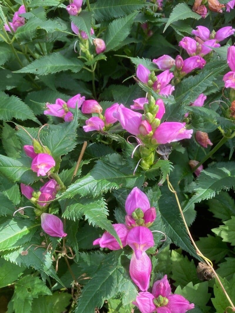 Chelone 7