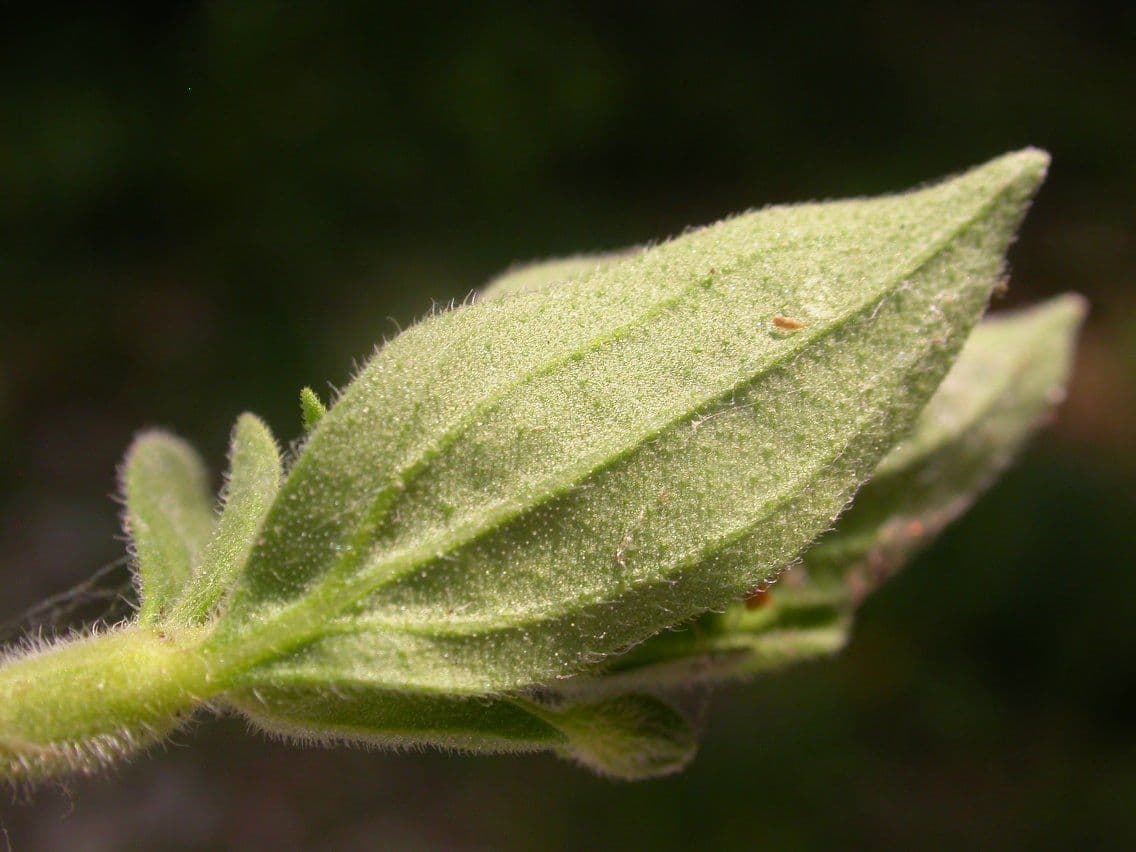 Trichostema 12