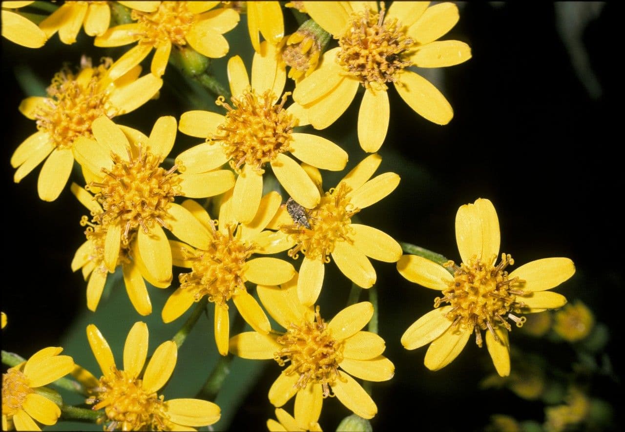 Senecio 3