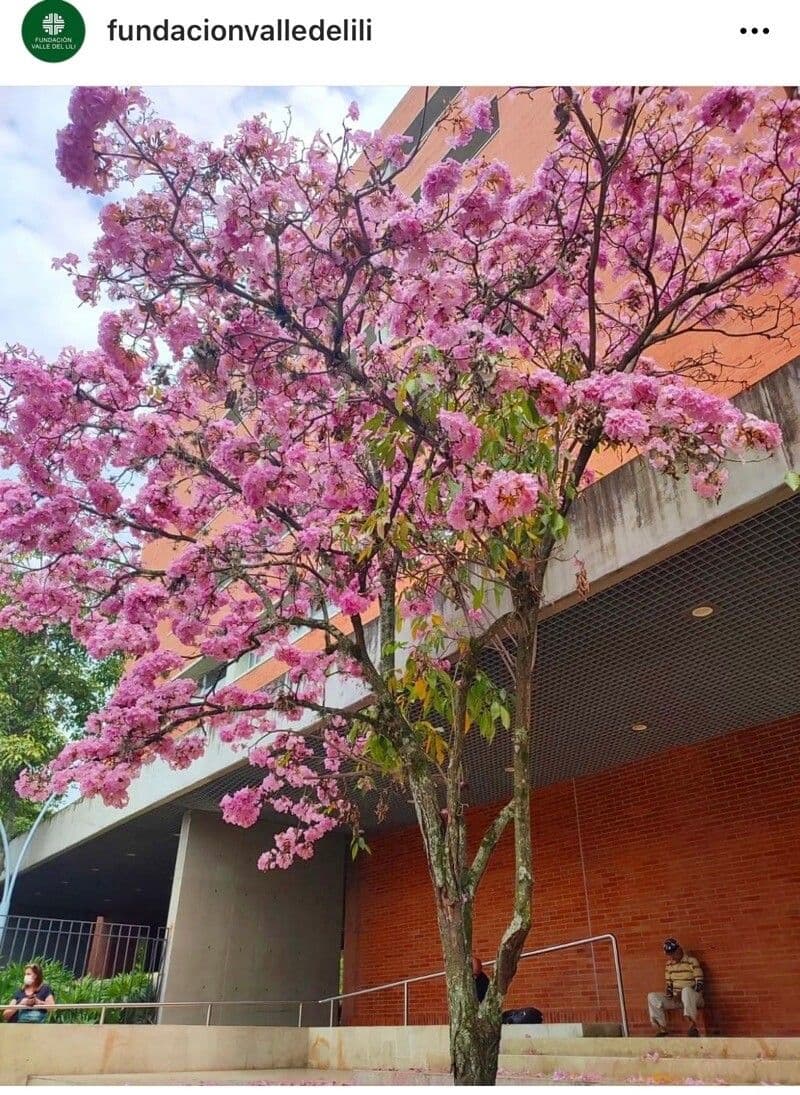 Tabebuia 8