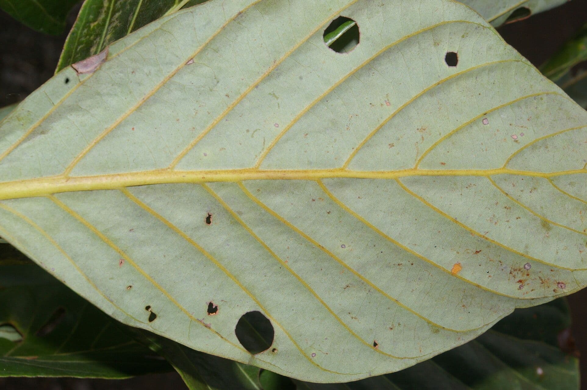 Beilschmiedia 5