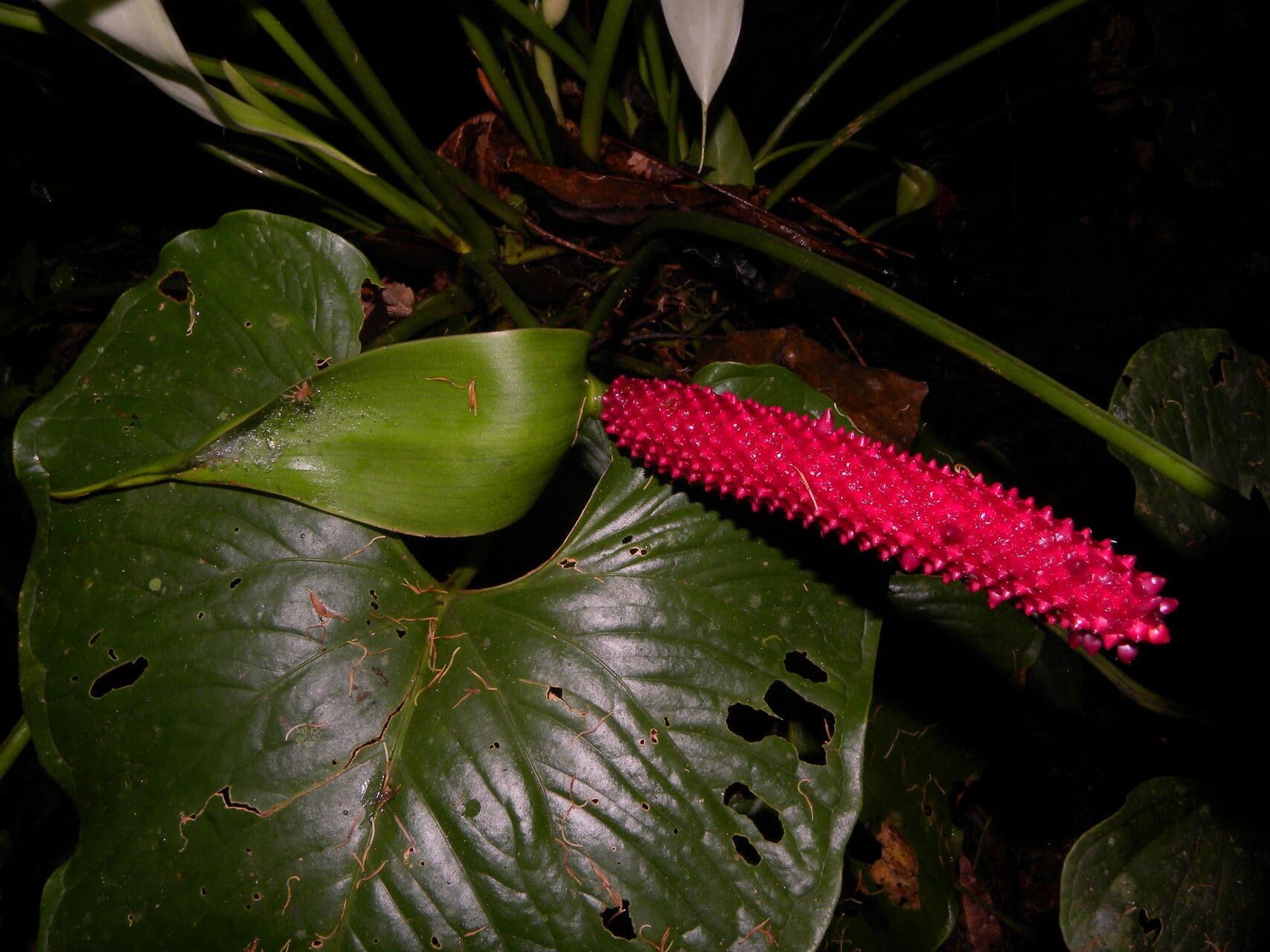 Anthurium 4
