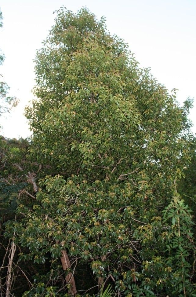 Rundblättriger Elaeocarpus 3