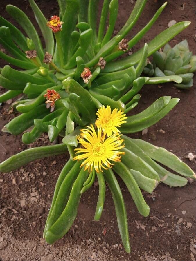 Glottiphyllum 5
