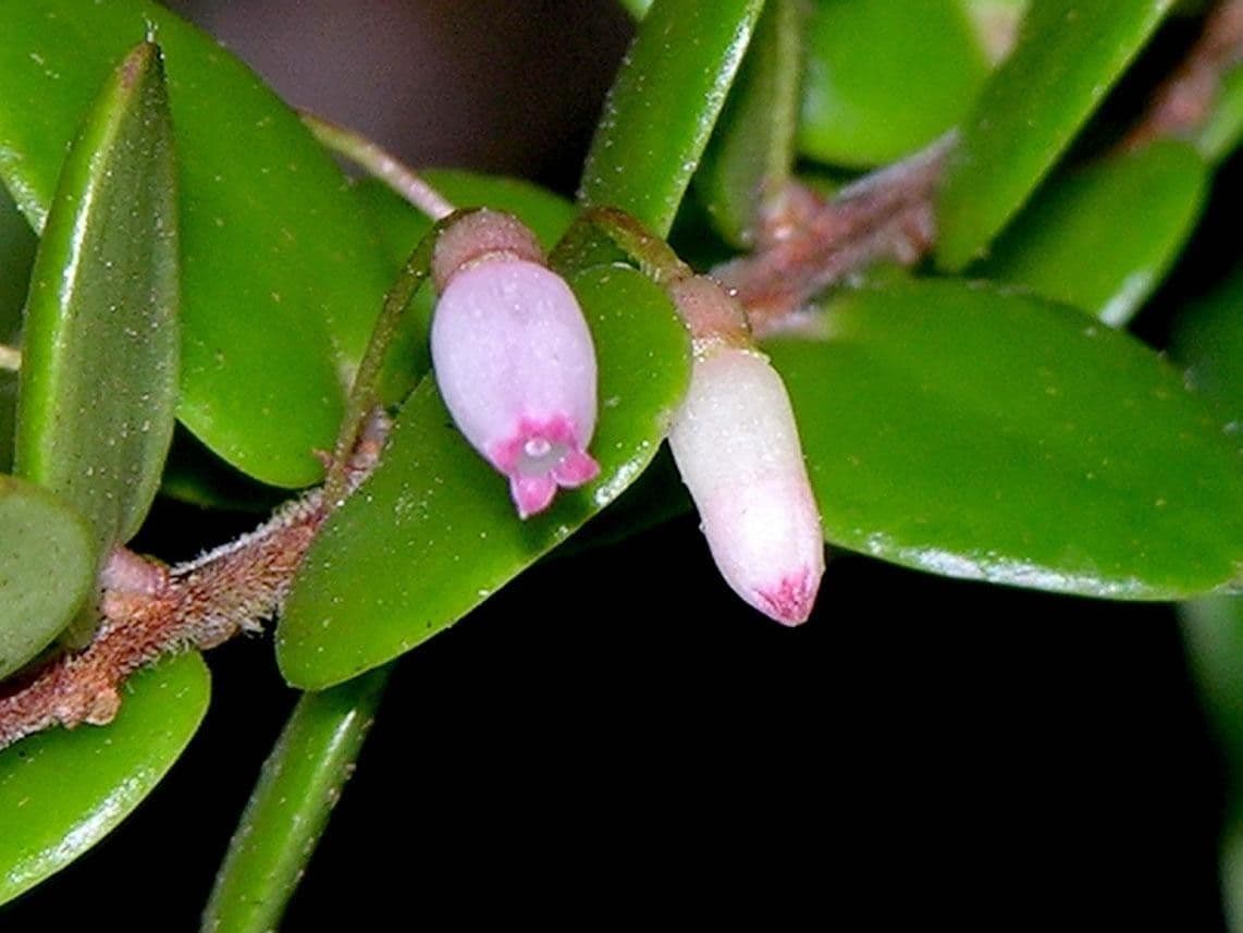 Sphyrospermum 4