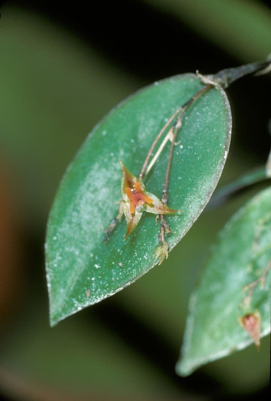 Lepanthes
