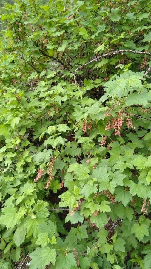 Ribes petraeum 15