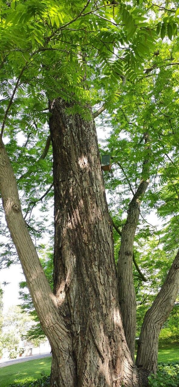 Pterocarya rhoifolia 21
