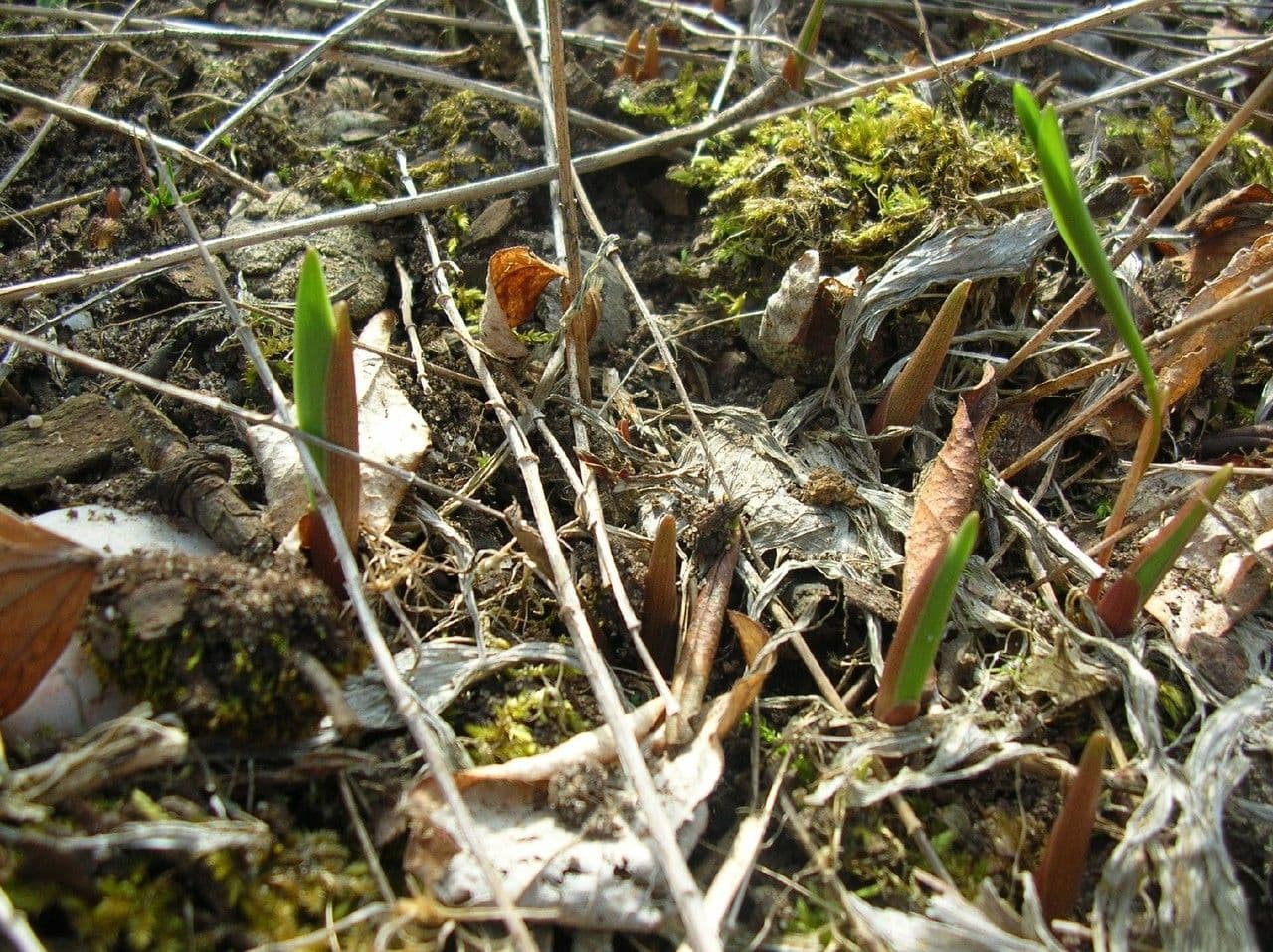 Dwarf solomon's seal