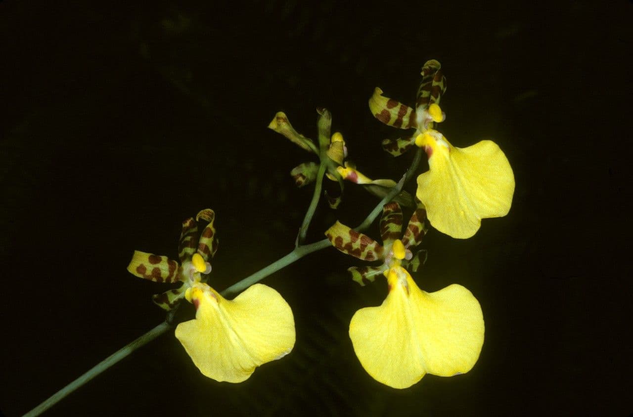 Trichocentrum 2