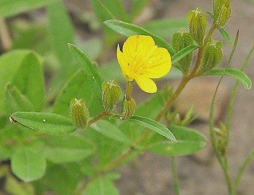 Enagra perenne 3