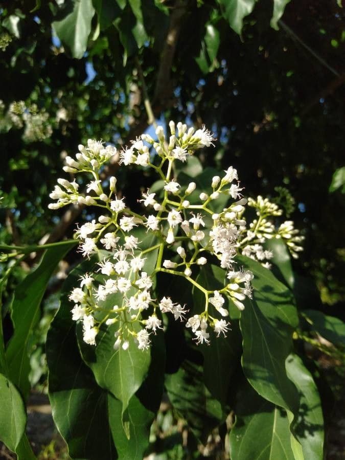 Ehretia 3