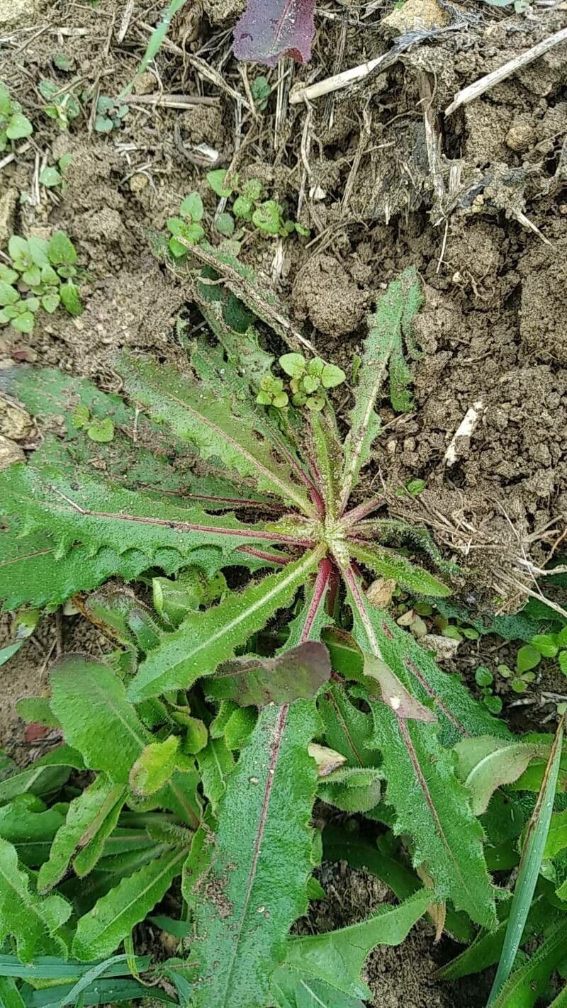 Radicchiella dolcigna 19