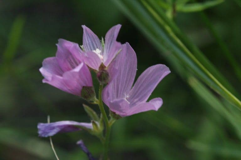 Sidalcea novomexická 6