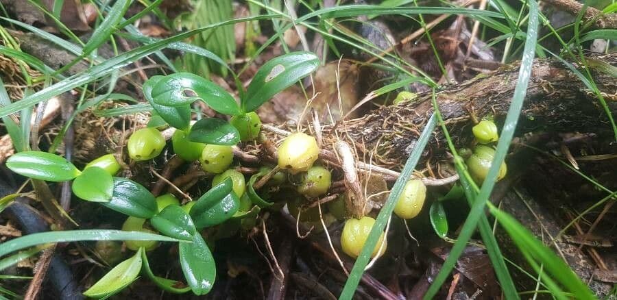 Bulbophyllum 14