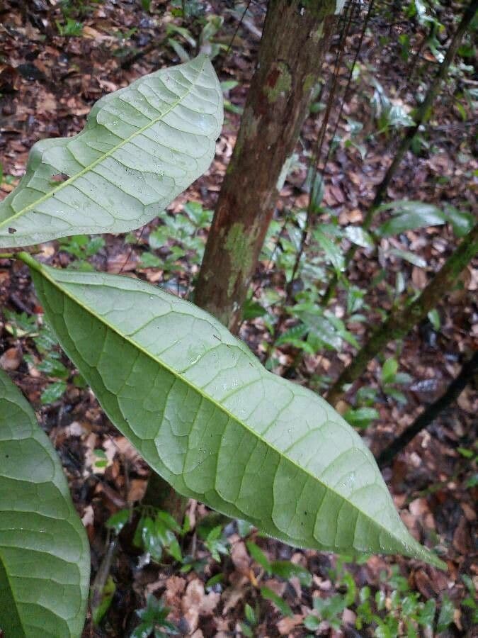 Cymbopetalum 4