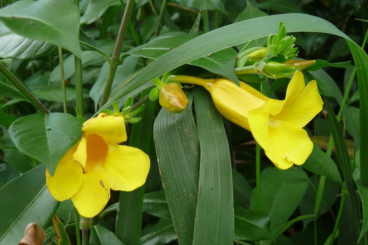 Allamanda 30