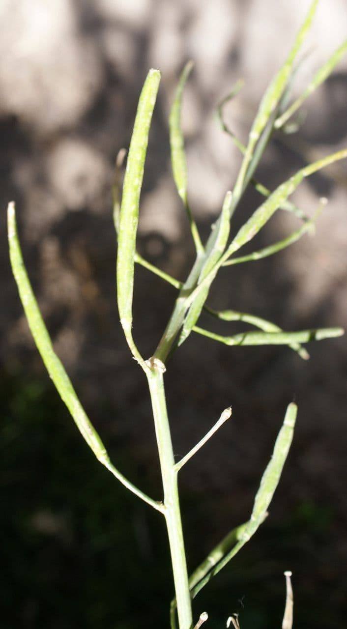 Conringia orientale 3