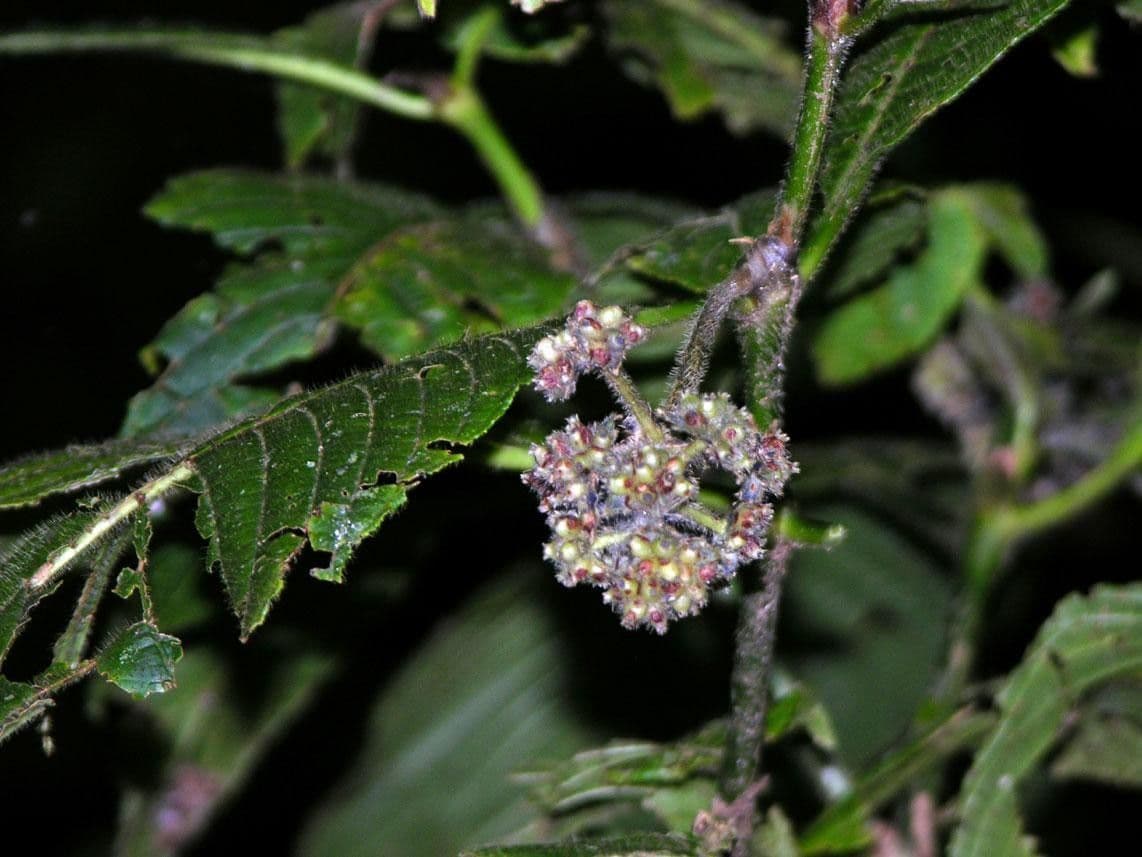 Psychotria 9